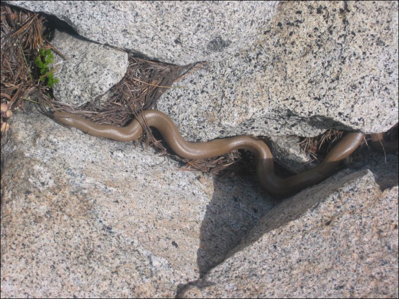 2005-06-25 Pyramid Peak (48) Butter boa